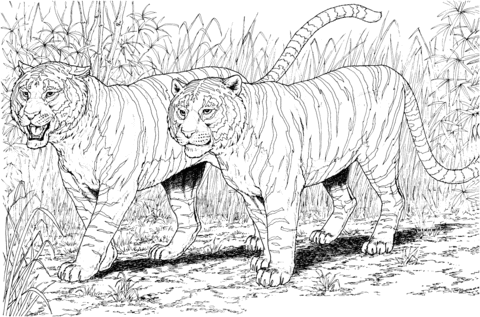 Two Tigers Coloring Page